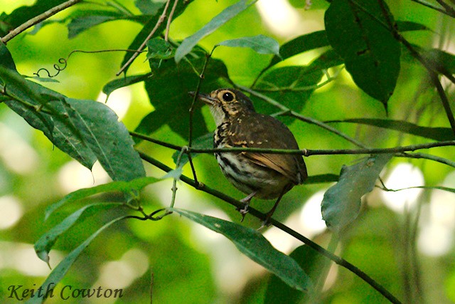 Streak-chested Antpitta (Eastern Panama) - ML348660731