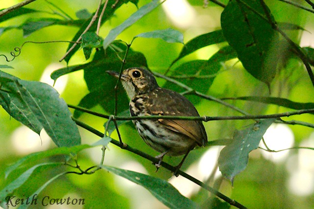 Streak-chested Antpitta (Eastern Panama) - ML348660741