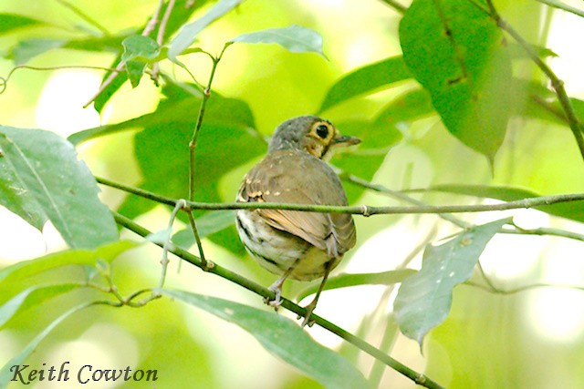 Streak-chested Antpitta (Eastern Panama) - ML348660751