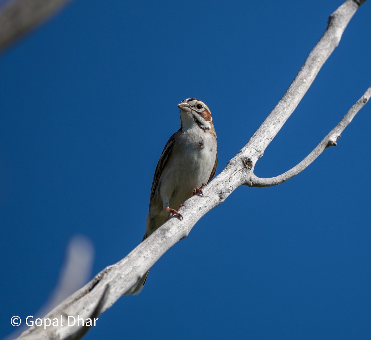 Lark Sparrow - ML348661741
