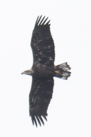 Bald Eagle - ML34866931