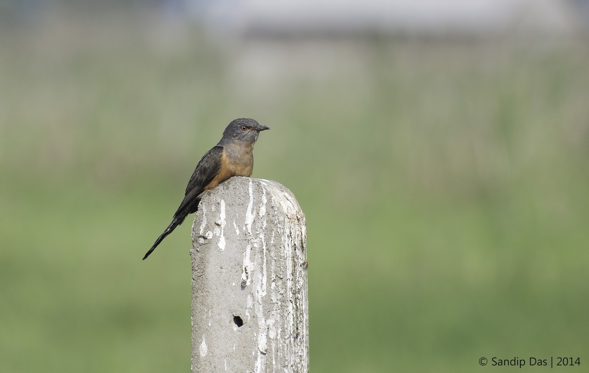 Plaintive Cuckoo - ML348669771