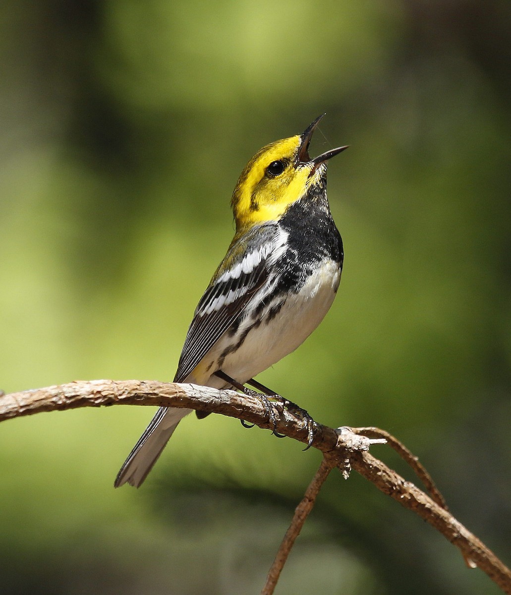 Black-throated Green Warbler - ML348670121