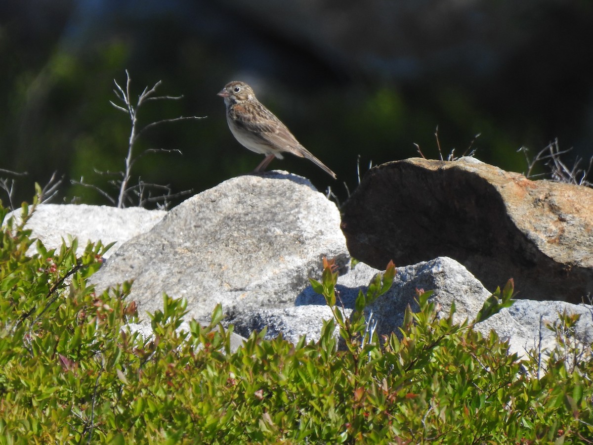 Vesper Sparrow - ML348670321