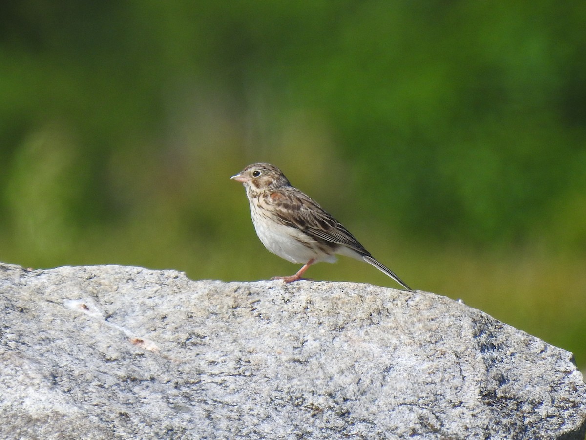 Vesper Sparrow - ML348670331