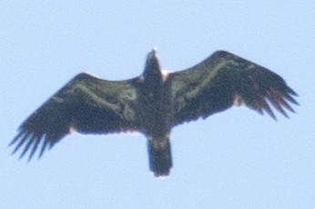 Bald Eagle - ML34867101