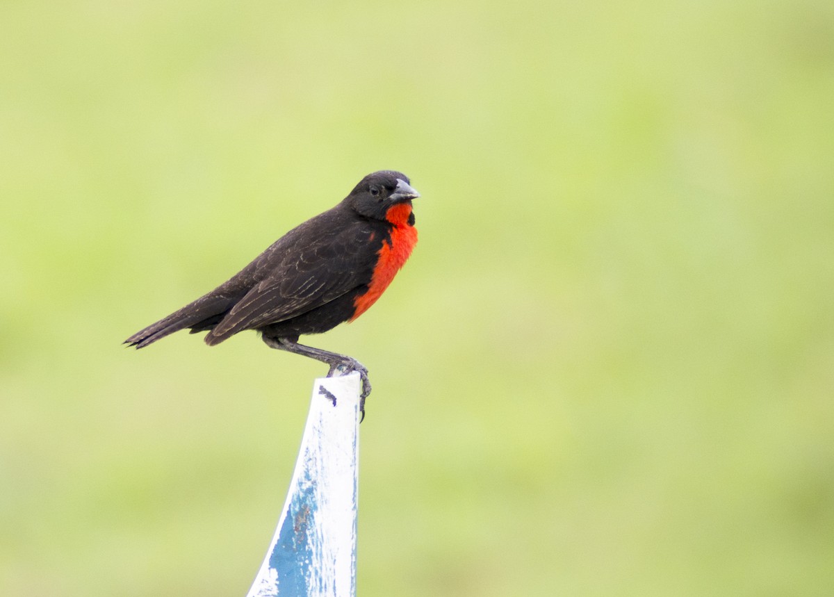 Red-breasted Meadowlark - Jerome Foster
