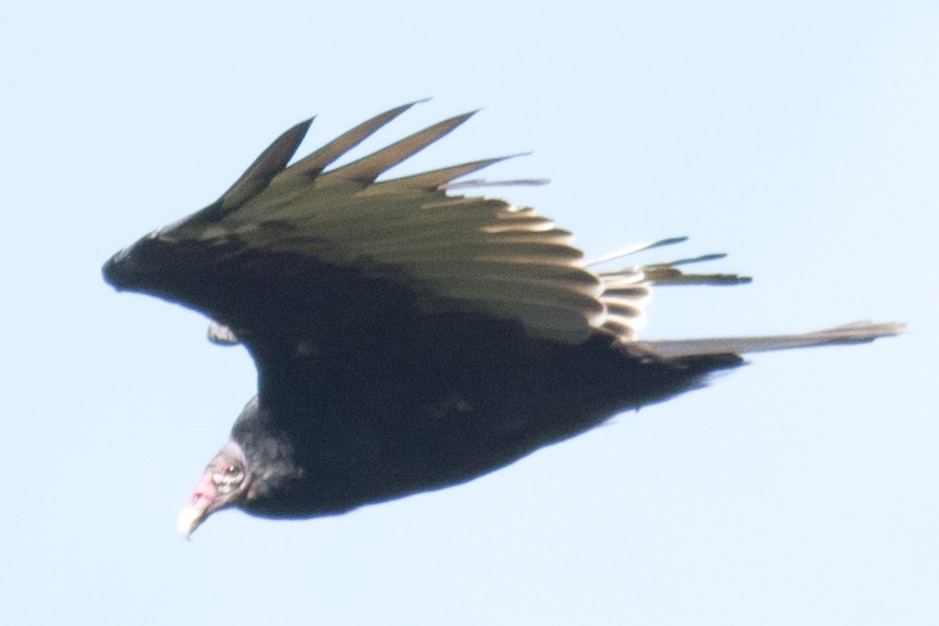 Turkey Vulture - ML34867261