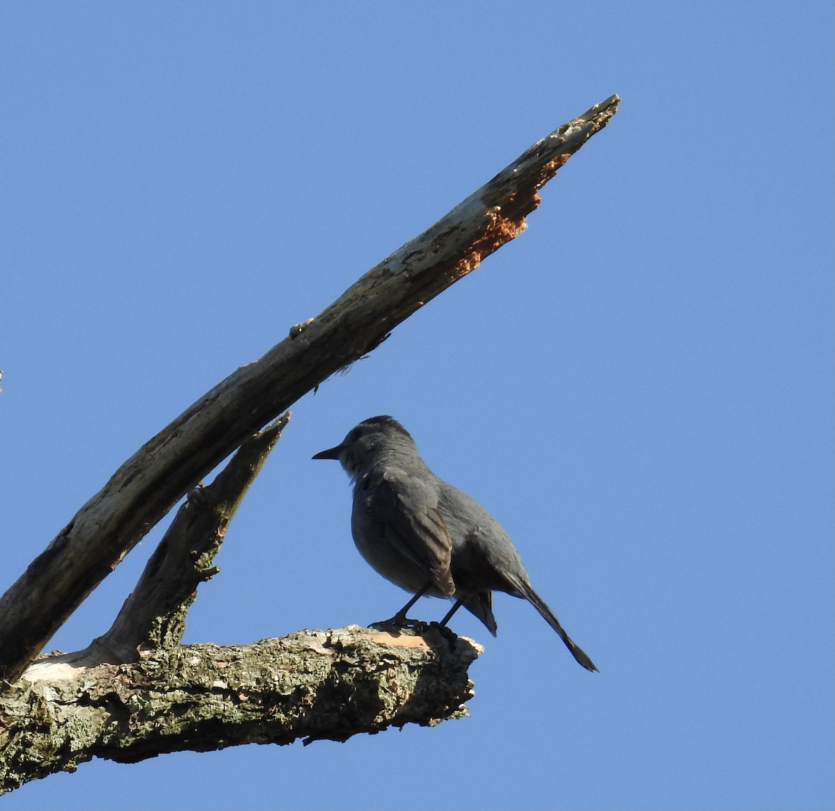 Pájaro Gato Gris - ML348673031