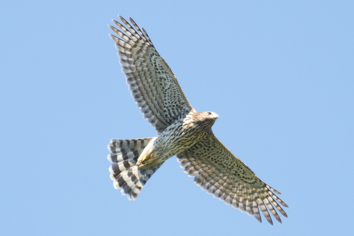 Cooper's Hawk - David Brown