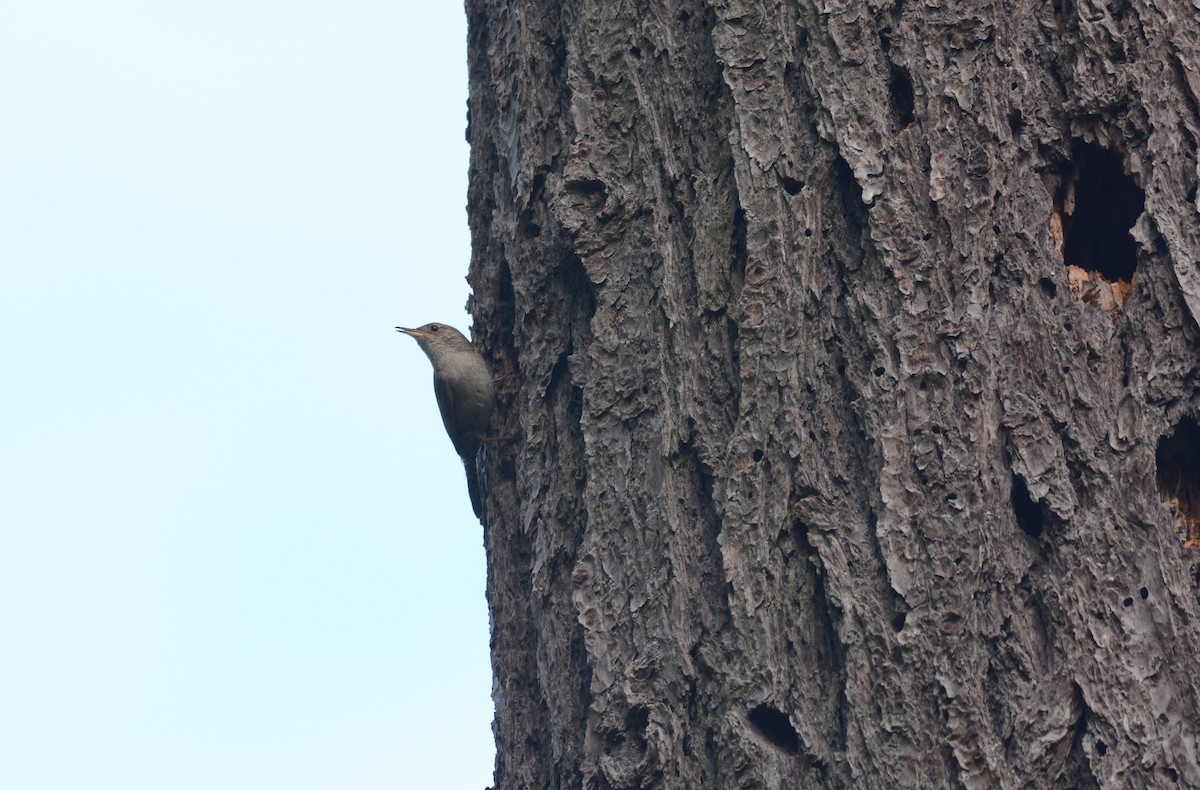 Northern House Wren - ML348675661