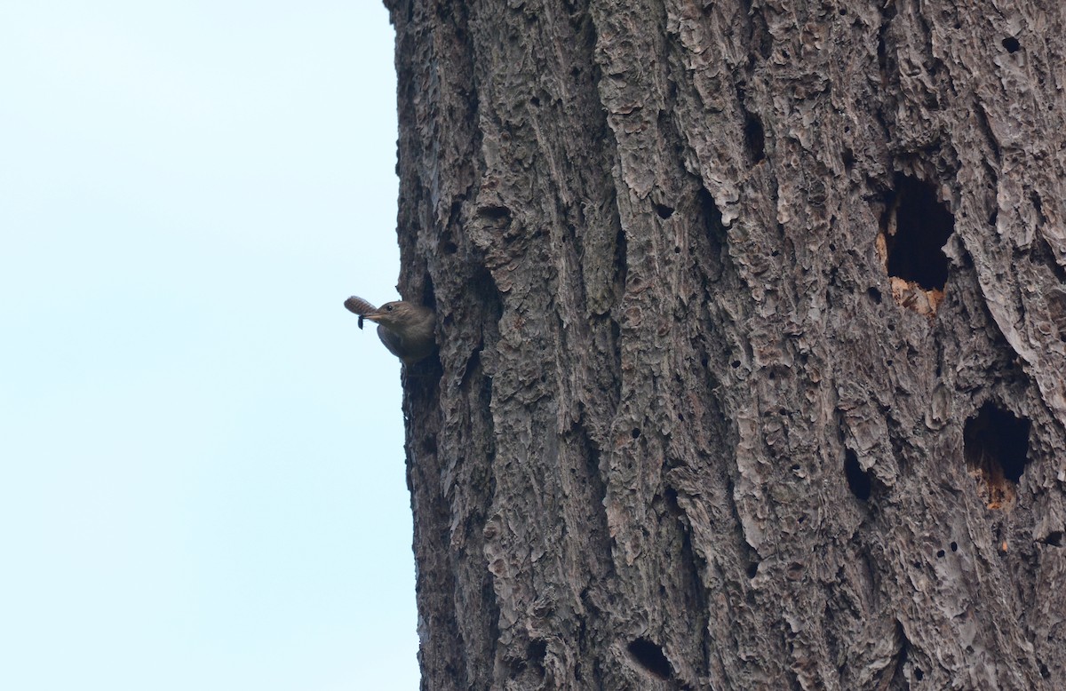 Northern House Wren - ML348675671