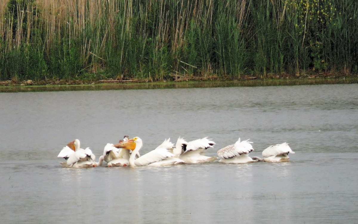 American White Pelican - ML348676121