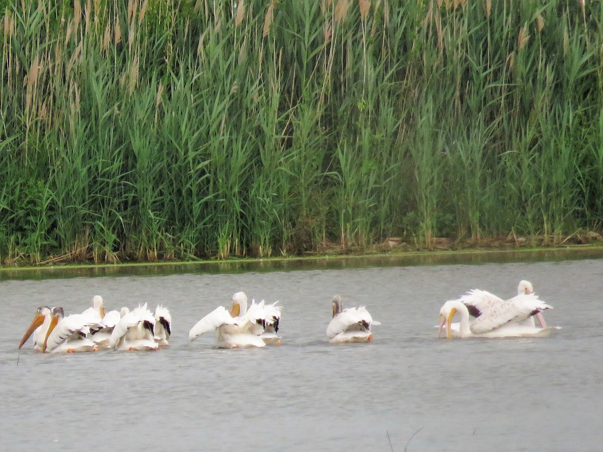 American White Pelican - ML348676211