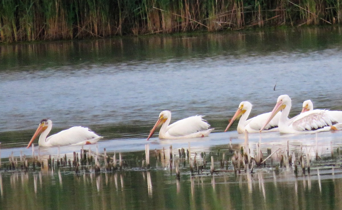 American White Pelican - ML348676221