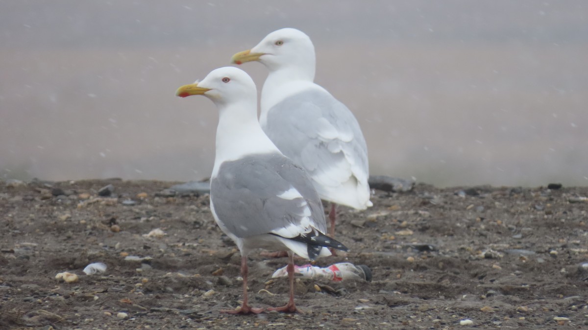 Herring Gull (Vega) - Nick Komar