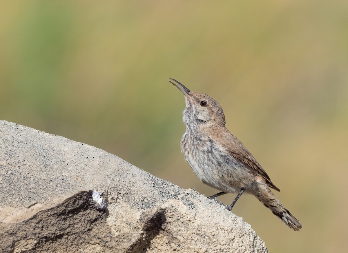 Rock Wren - Steve Wickliffe