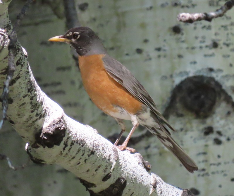 American Robin - ML348679681