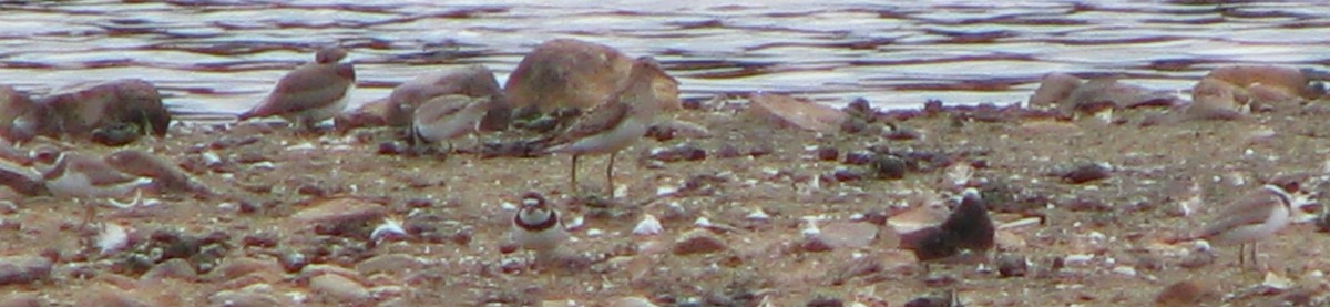 Graubrust-Strandläufer - ML34868031