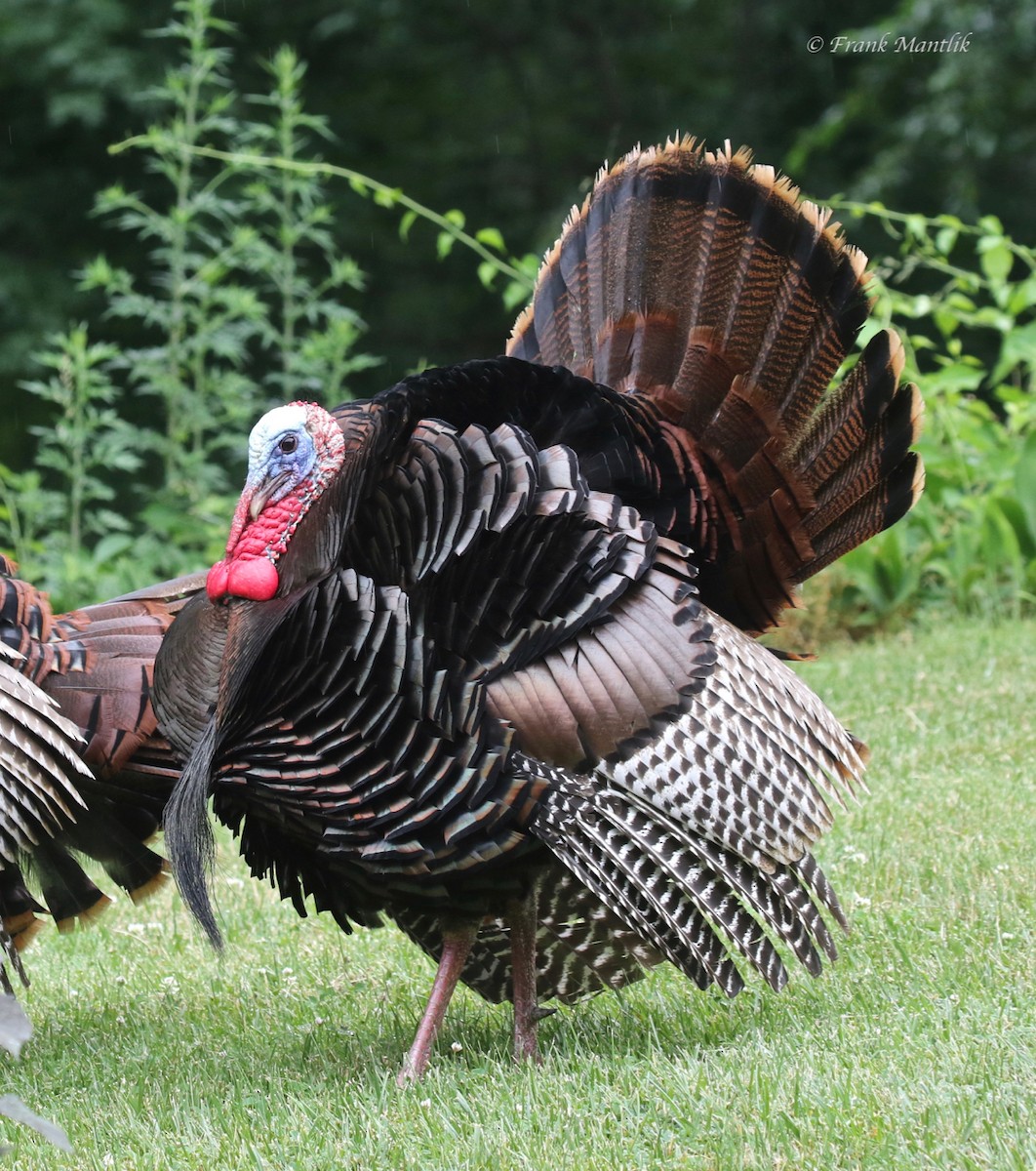 Wild Turkey - Frank Mantlik