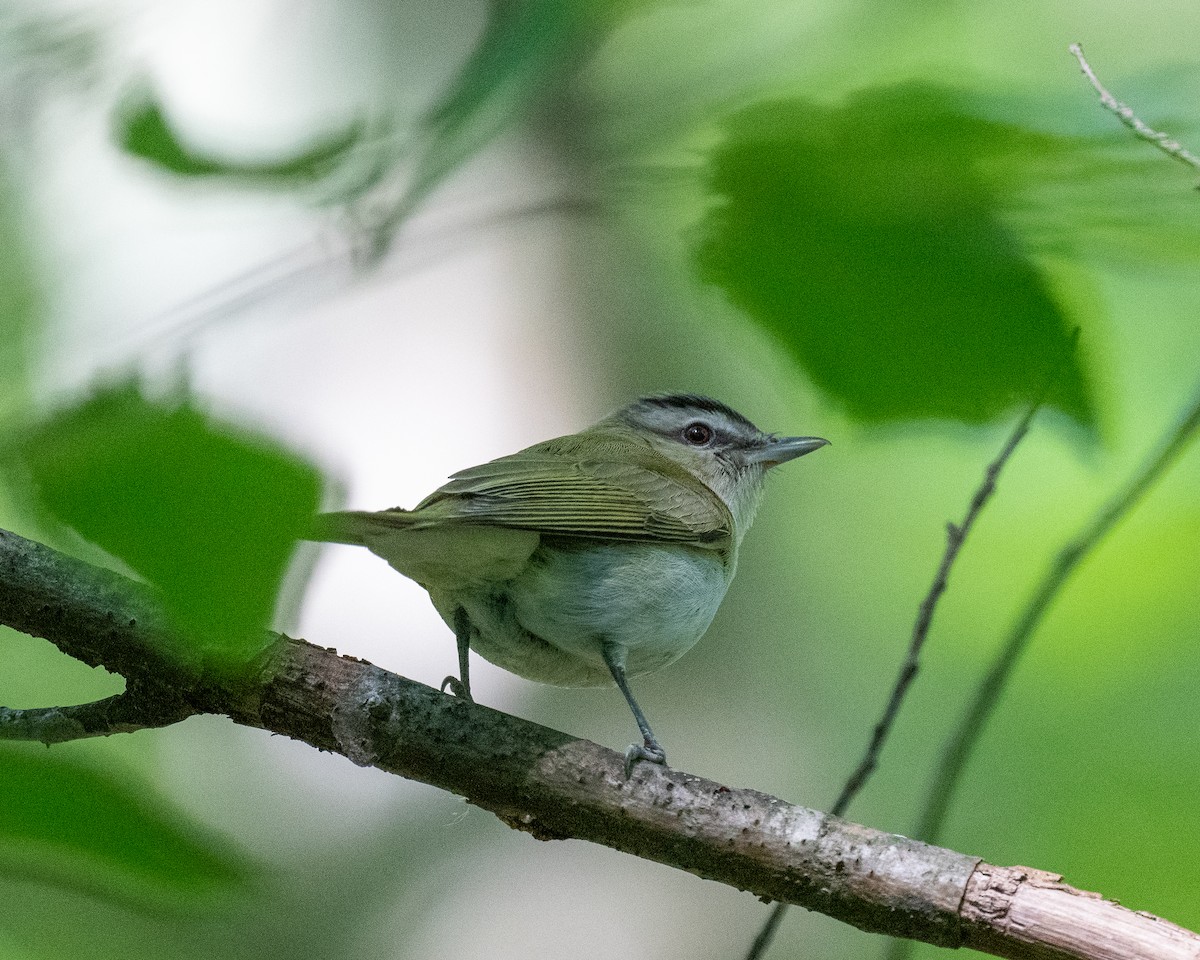 Red-eyed Vireo - ML348682501