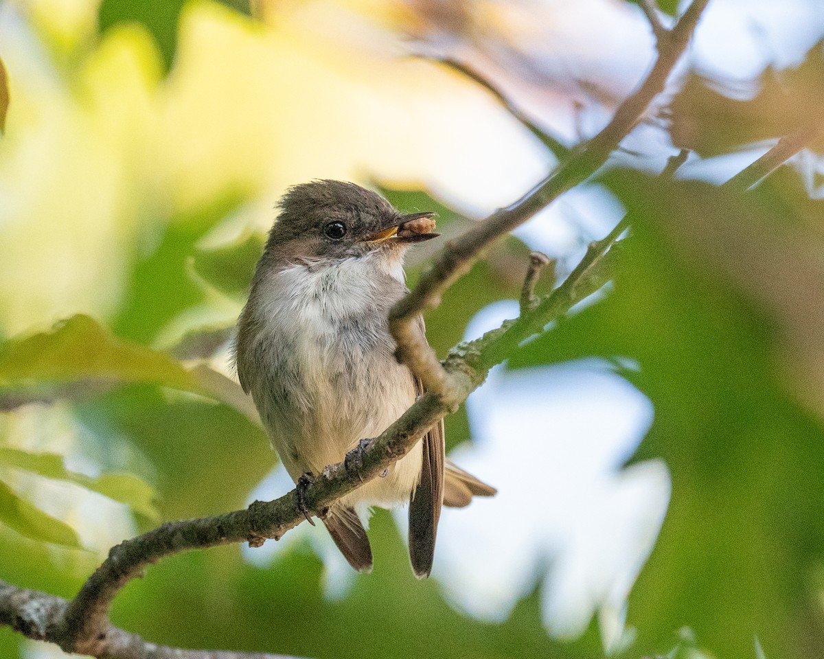 Eastern Phoebe - ML348682611