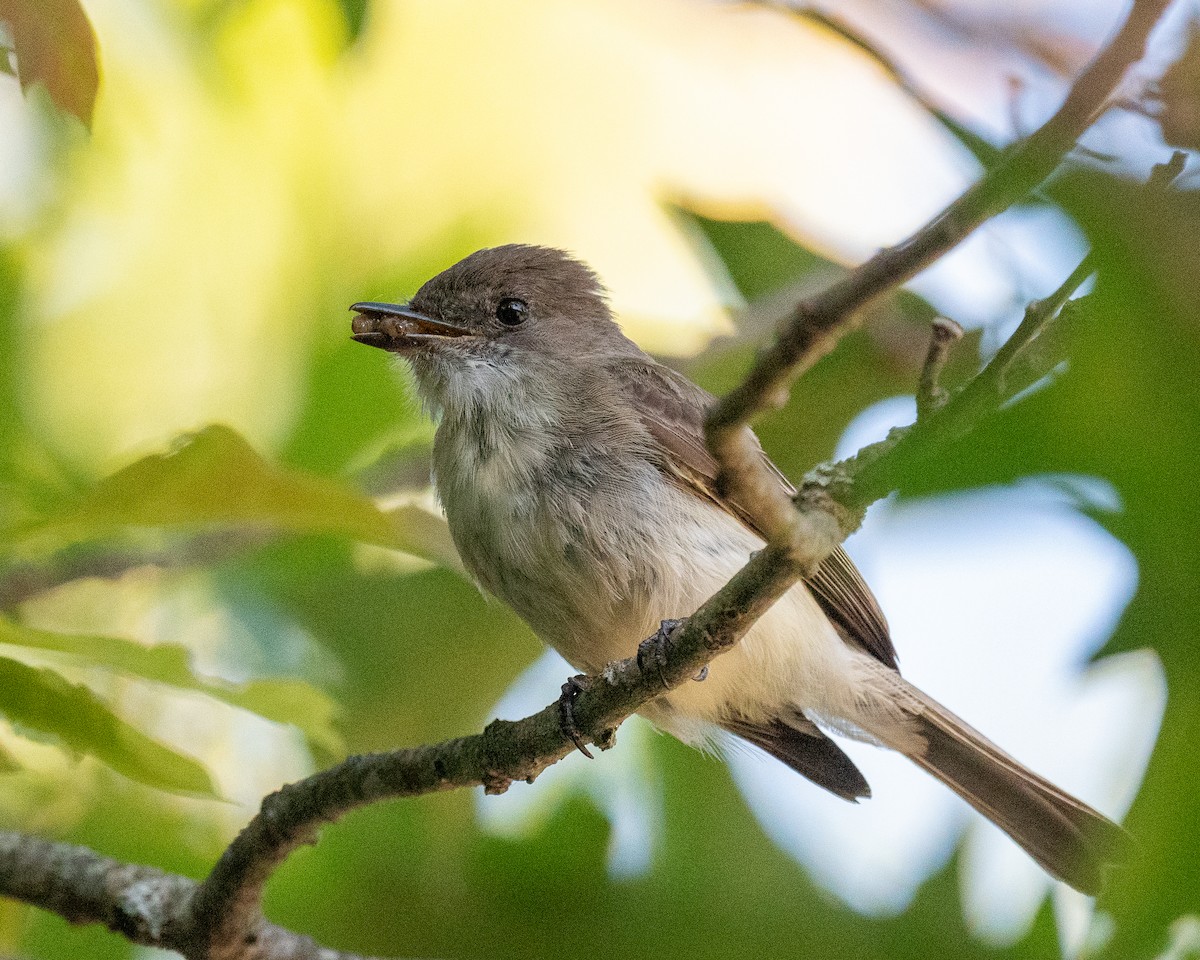 Eastern Phoebe - ML348683371