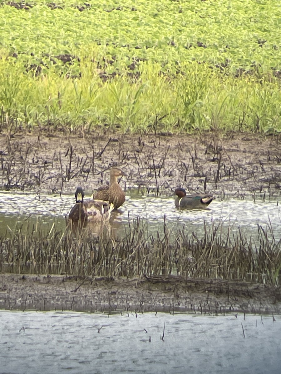 Green-winged Teal - ML348684351