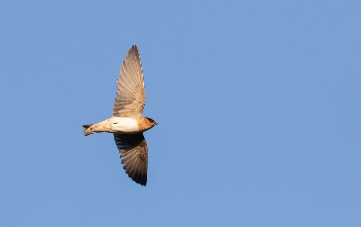 Golondrina Pueblera (pallida) - ML348684391