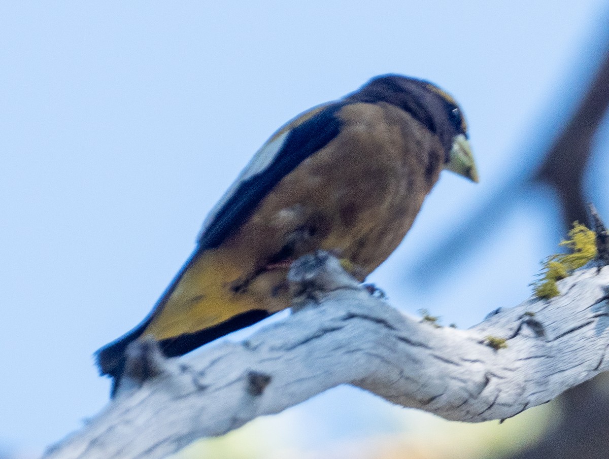 Evening Grosbeak - ML348686711