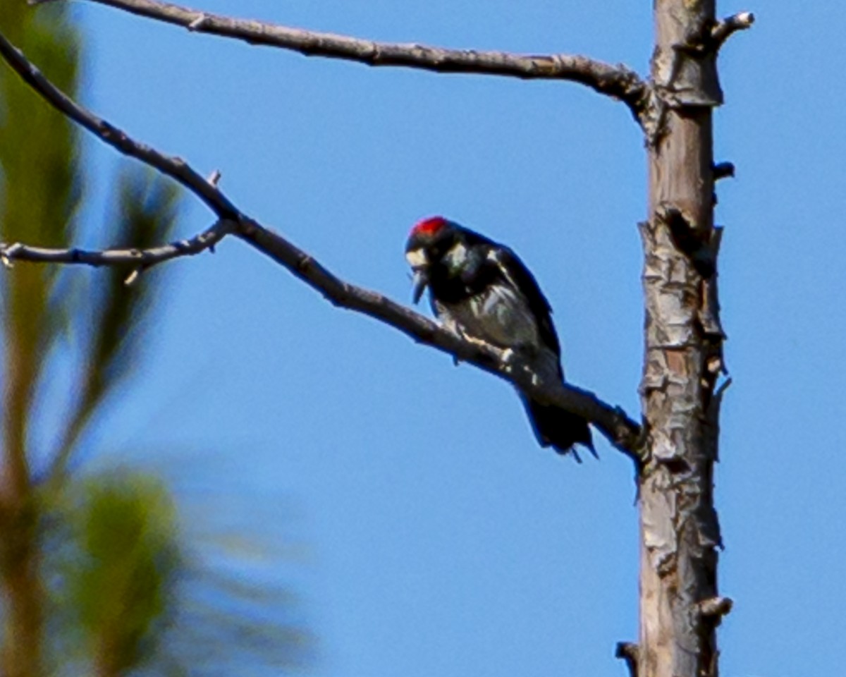 Acorn Woodpecker - ML348690501