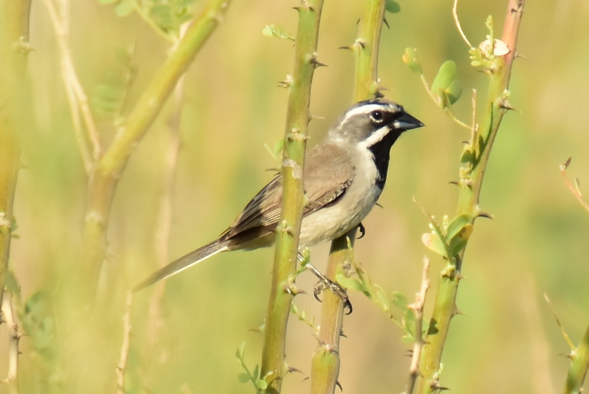 Black-throated Sparrow - Michael Eaton
