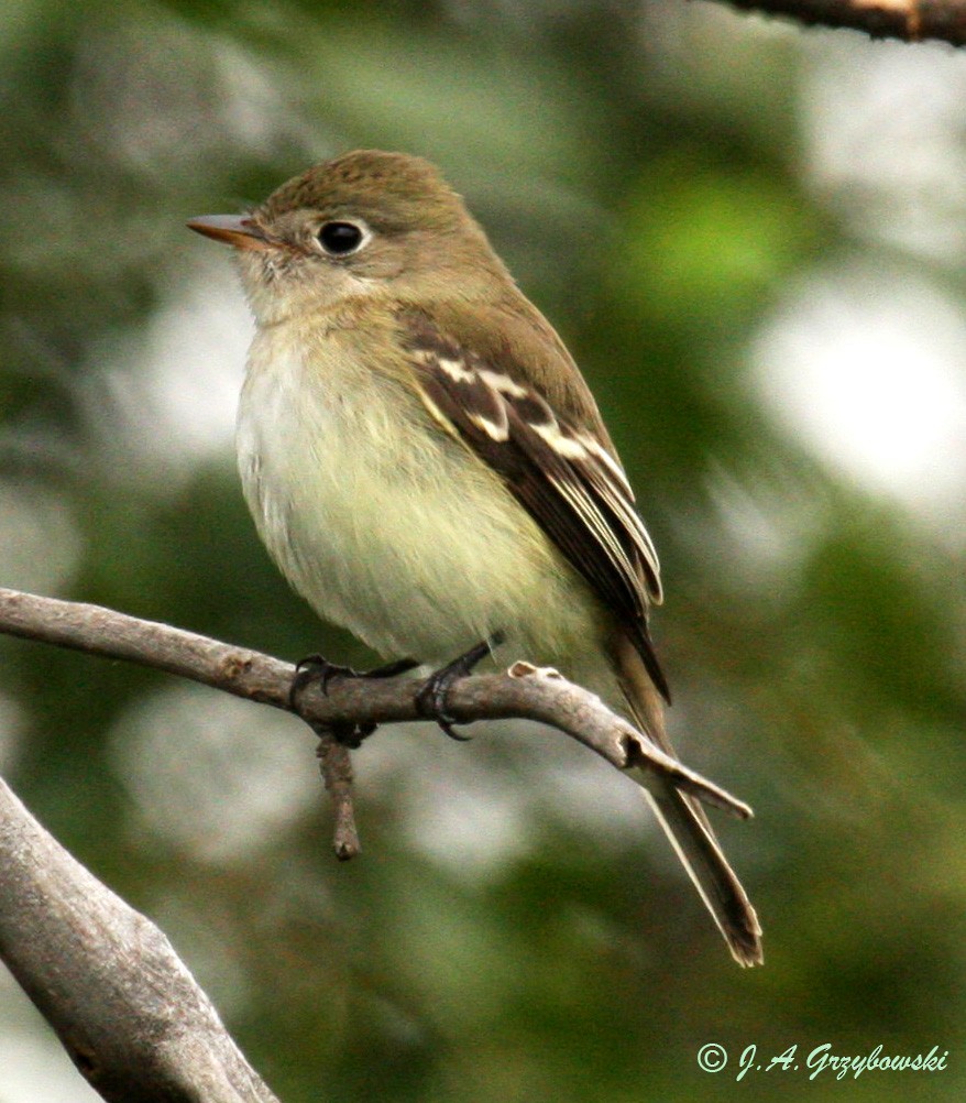 Least Flycatcher - ML34869161