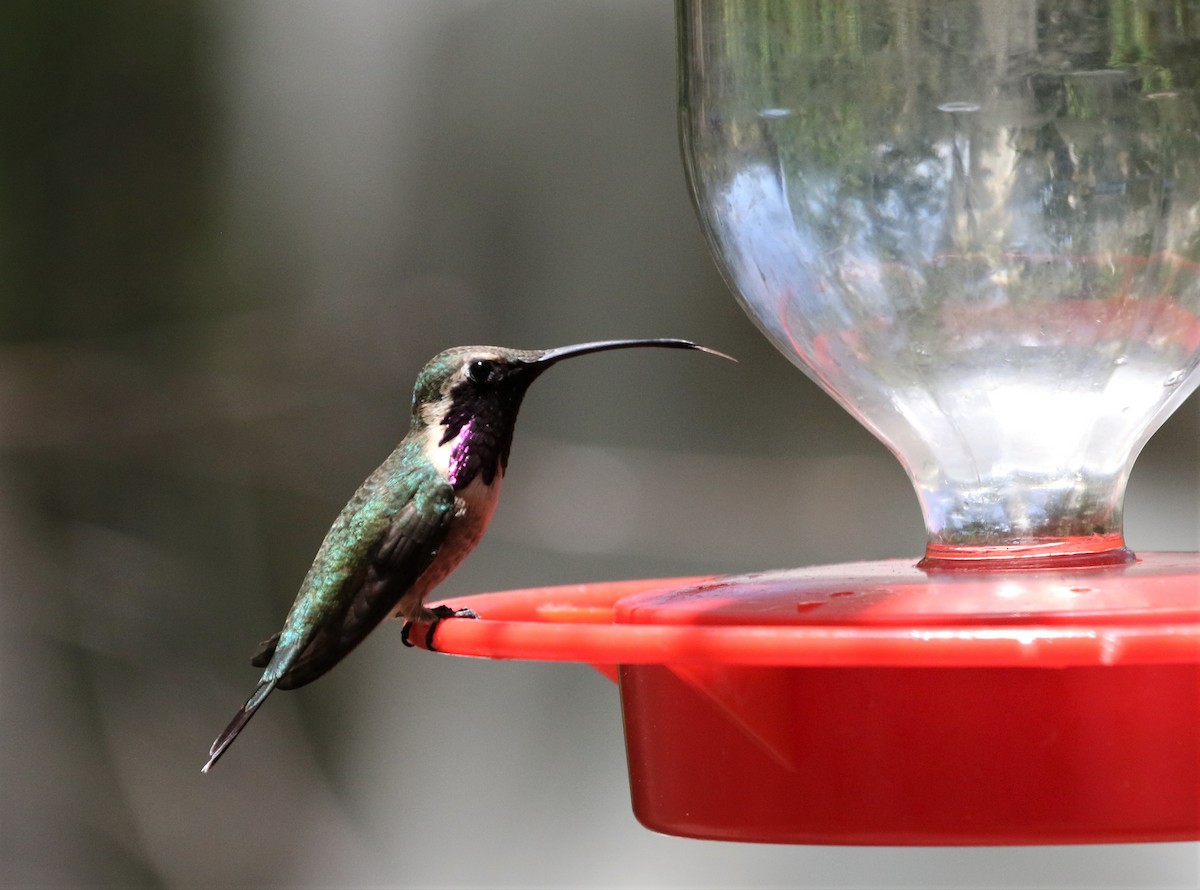 Lucifer Hummingbird - ML348692271