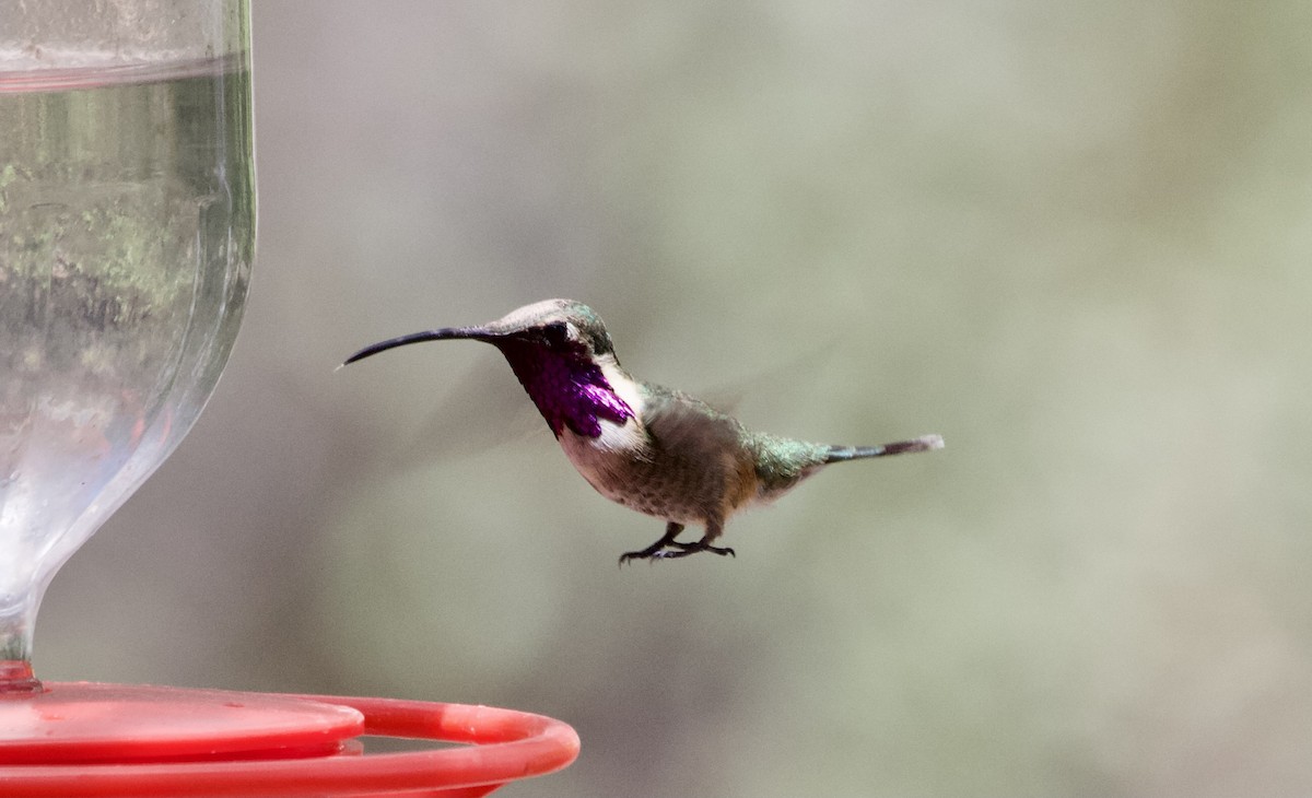 Lucifer Hummingbird - ML348692361