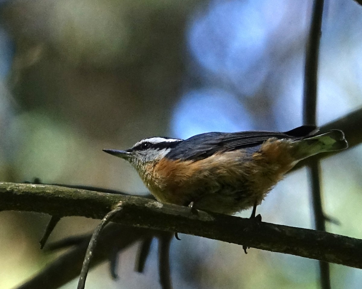 Red-breasted Nuthatch - ML348694731