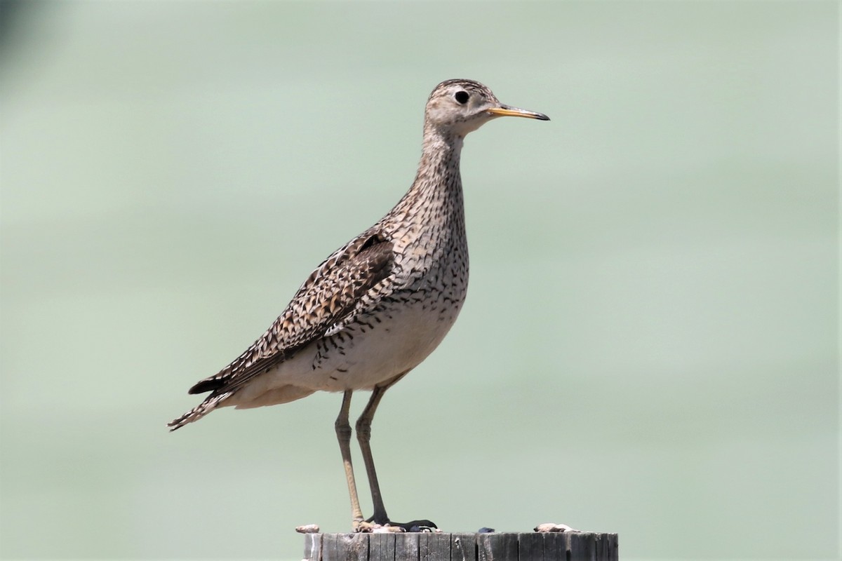 Upland Sandpiper - Xiaoni Xu