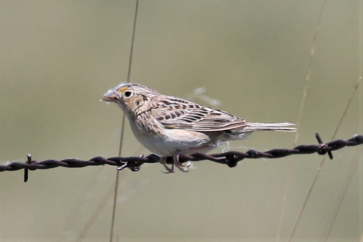 Grasshopper Sparrow - ML348695061