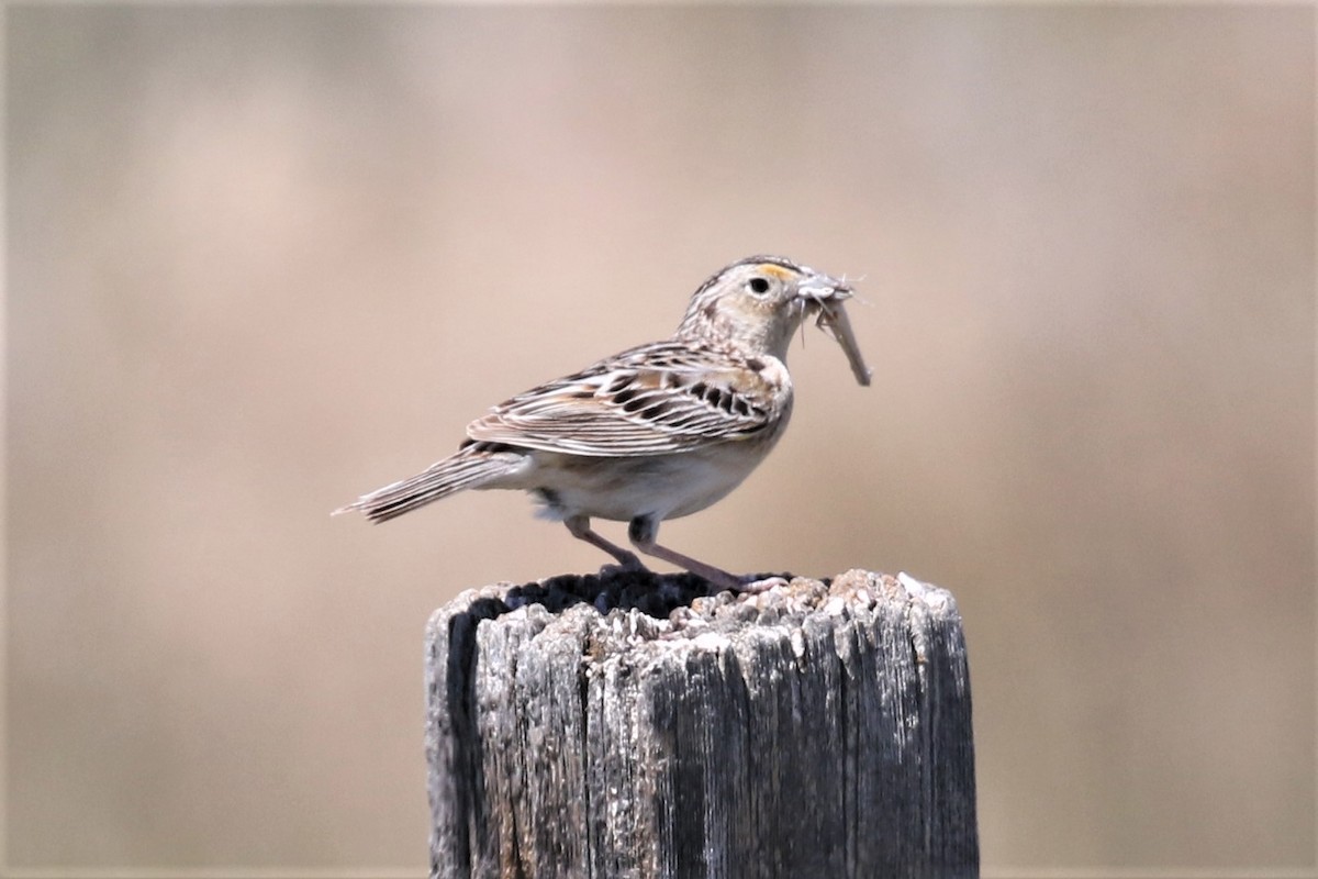 Grasshopper Sparrow - Xiaoni Xu