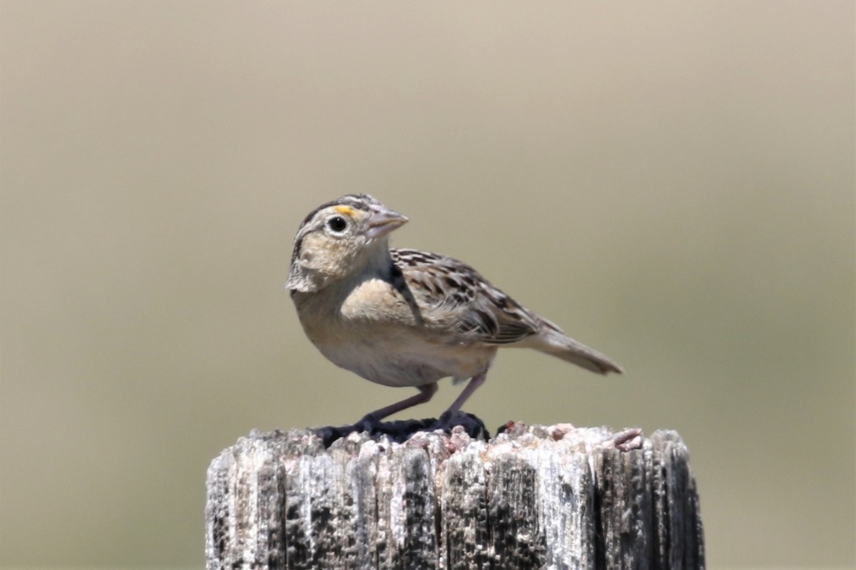 Grasshopper Sparrow - ML348695221