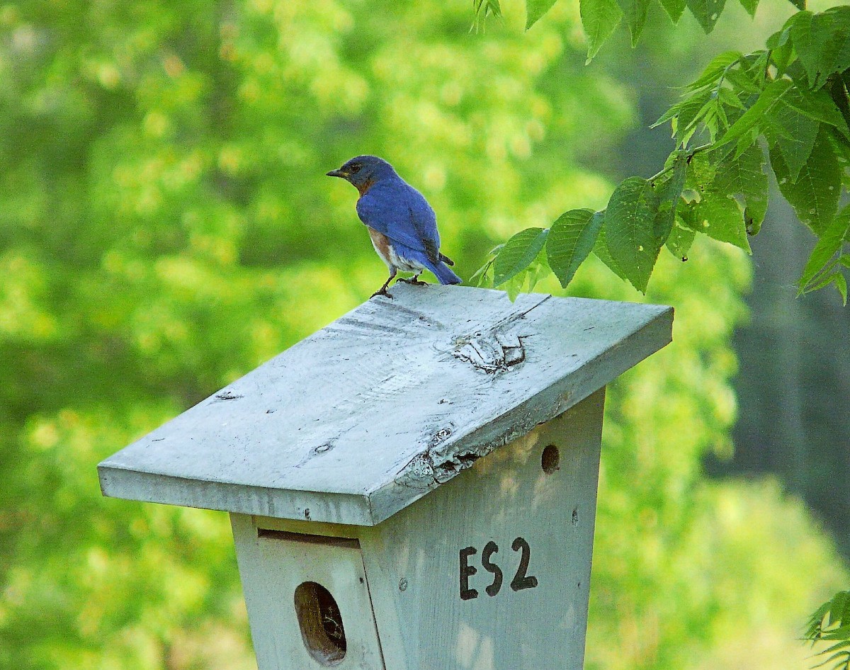 Eastern Bluebird - ML348695601