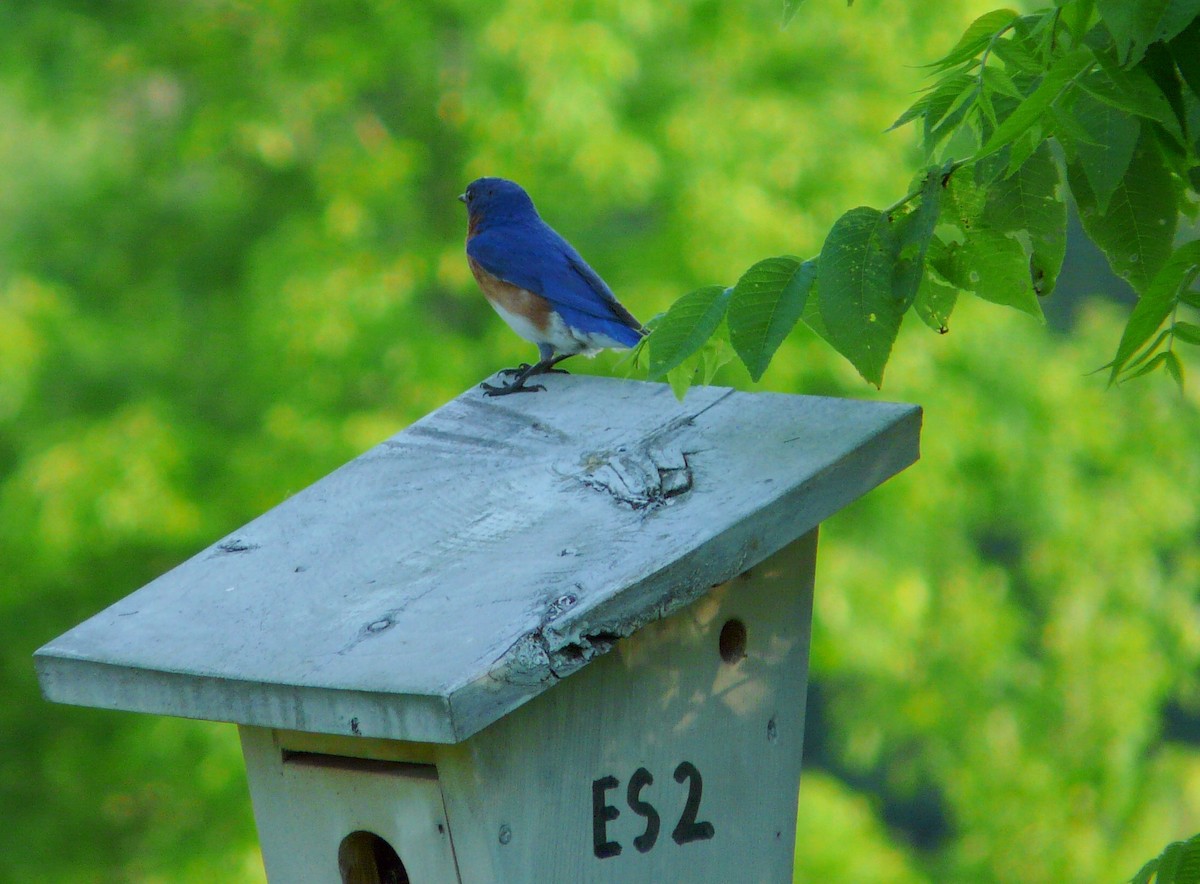 Eastern Bluebird - ML348695611