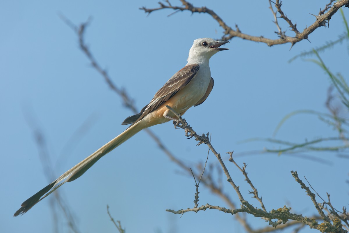 Scissor-tailed Flycatcher - ML348696081