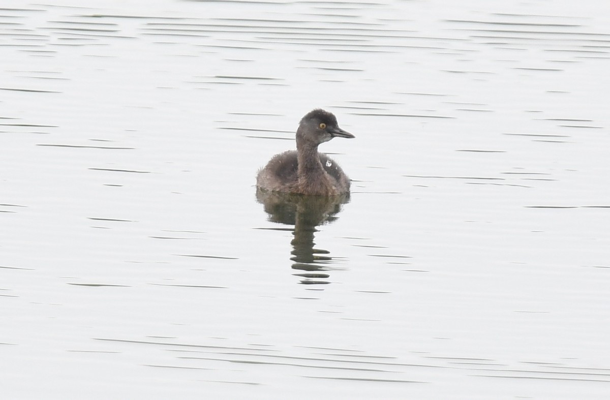 Least Grebe - ML348696831