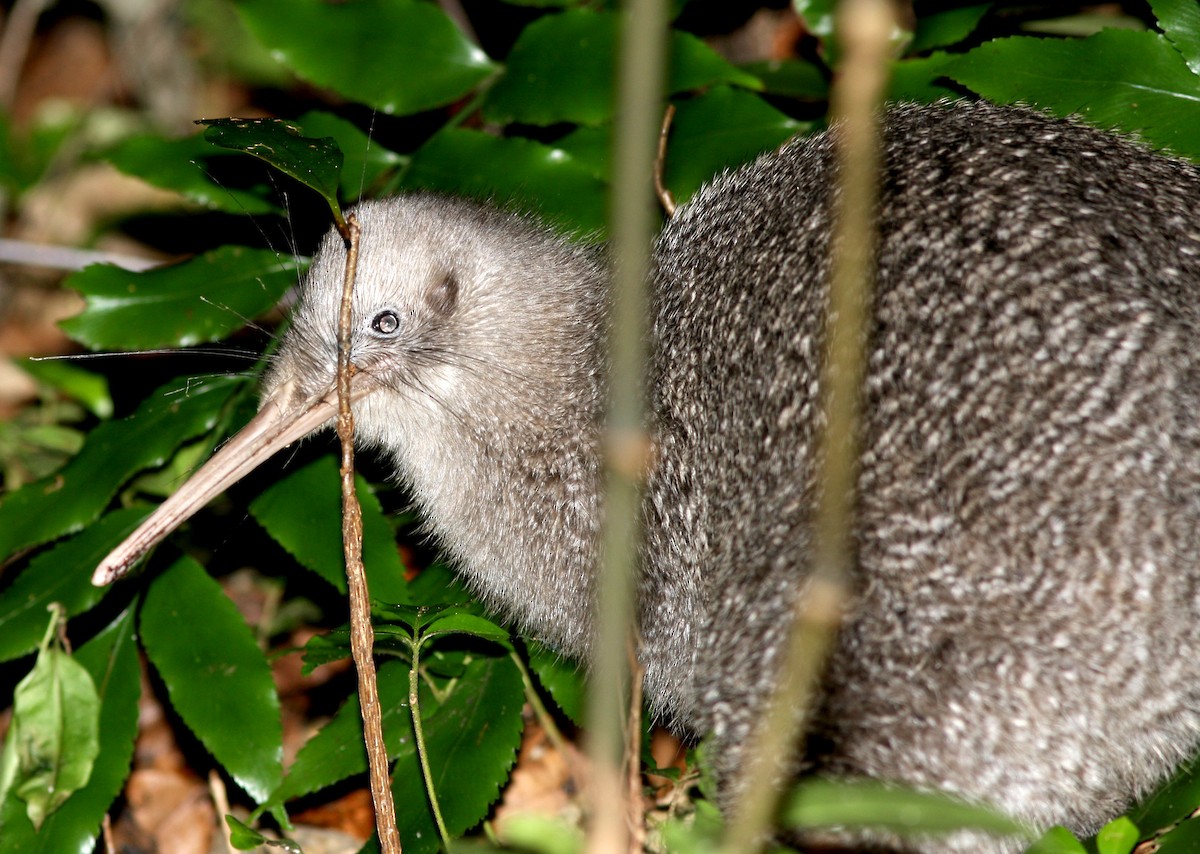 Little Spotted Kiwi - ML34869731