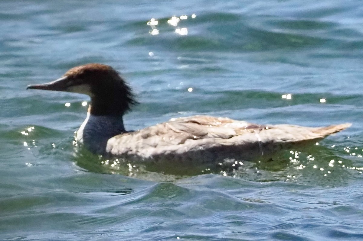 Common Merganser - ML348697961