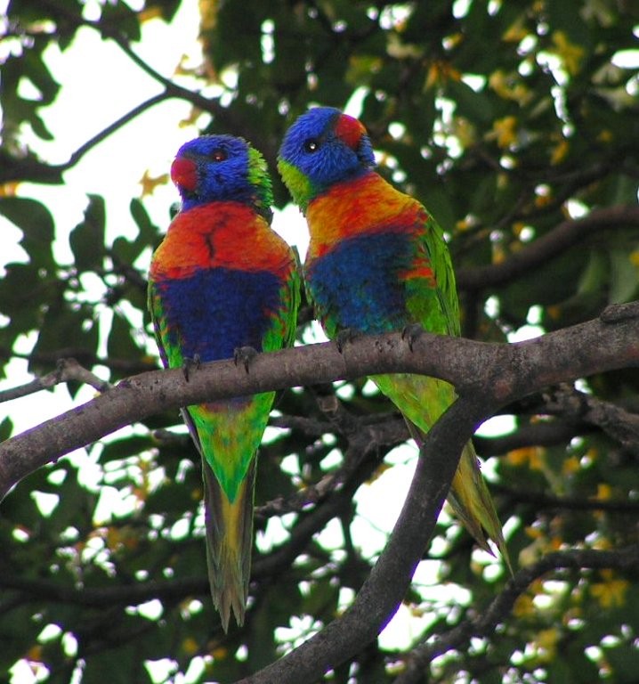 Rainbow Lorikeet - ML348700021