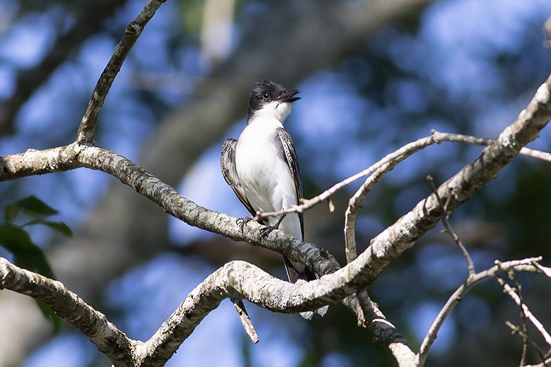 Eastern Kingbird - Martin Wall