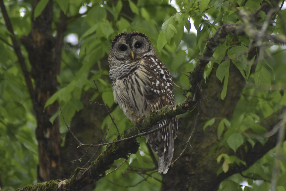 Barred Owl - ML348702181
