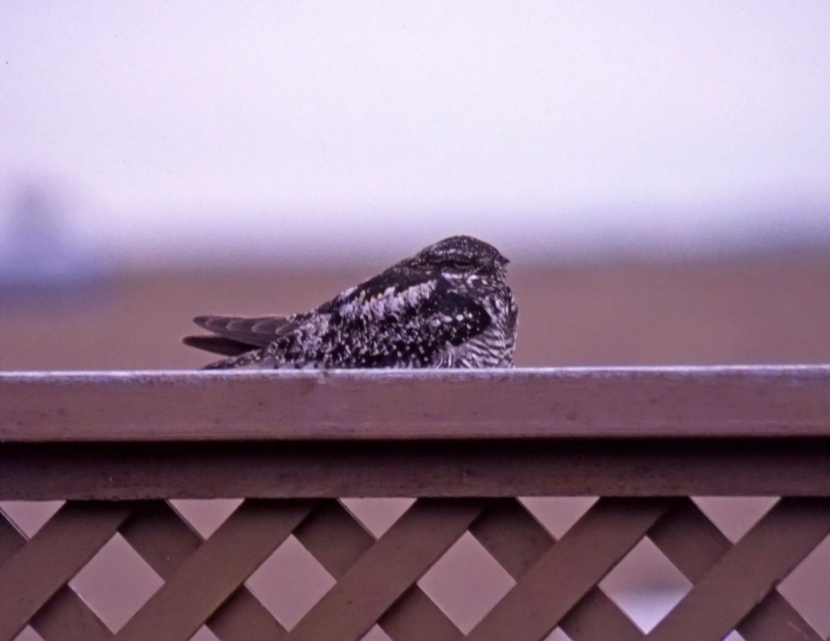 Common Nighthawk - Peter Hoyer